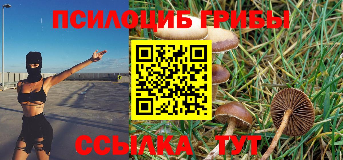 Псилоцибиновые грибы Psilocybe Курчалой